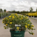 Hypericum kalmianum 'Blue Velvet' cont. 10L deco 40-50 cm +p