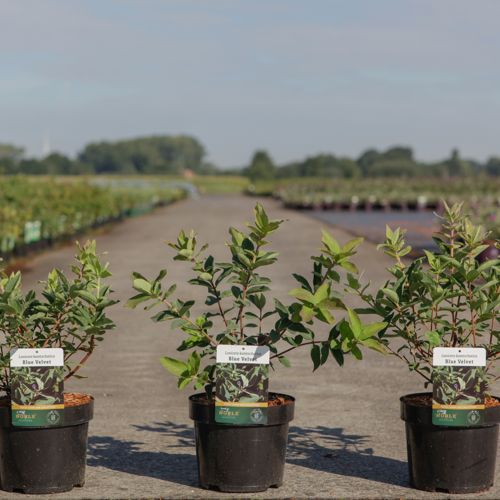 [P] Hypericum kalmianum 'Blue Velvet' cont. 3,6L 30/+ cm +ф