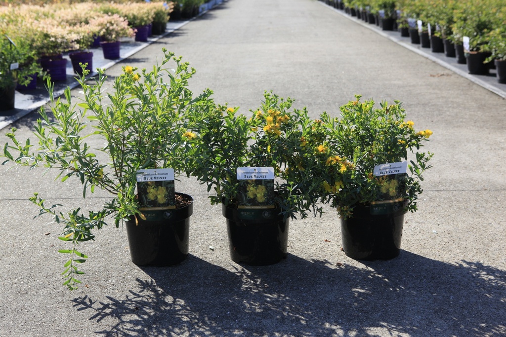[P] Hypericum kalmianum 'Blue Velvet' cont. 3,6L 30/+ cm +B