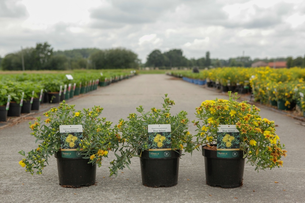 Hypericum kalmianum 'Blue Velvet' cont. 3,6L 30/+ cm +p