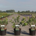 Hypericum kalmianum 'Blue Velvet' cont. 3,6L 30/+ cm +ф