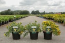 Hypericum kalmianum 'Blue Velvet' cont. 3,6L 30/+ cm +B