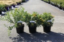 Hypericum kalmianum 'Blue Velvet' cont. 3,6L 30/+ cm +f