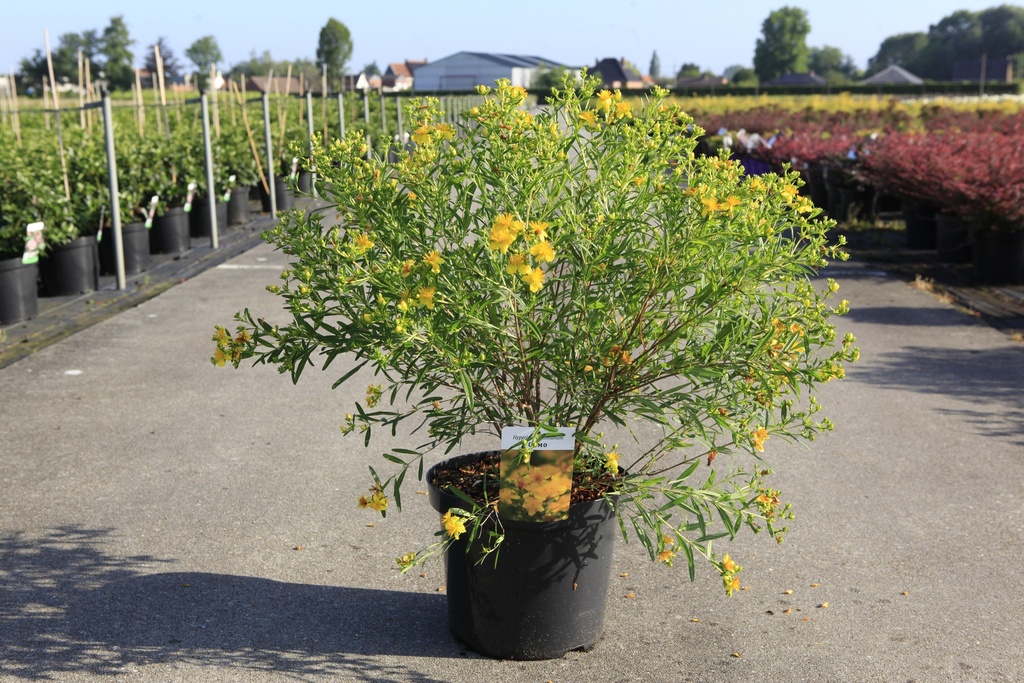 [P] Hypericum kalmianum 'Gemo' cont. 10L 40-50 cm +ф
