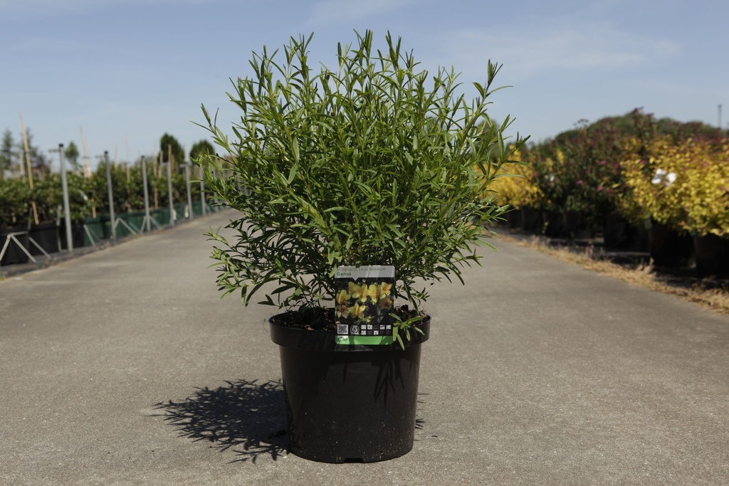 Hypericum kalmianum 'Gemo' cont. 10L 40-50 cm +p