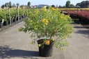 Hypericum kalmianum 'Gemo' Kont. 10L 40-50 cm +B