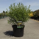 Hypericum kalmianum 'Gemo' cont. 10L 40-50 cm +ф