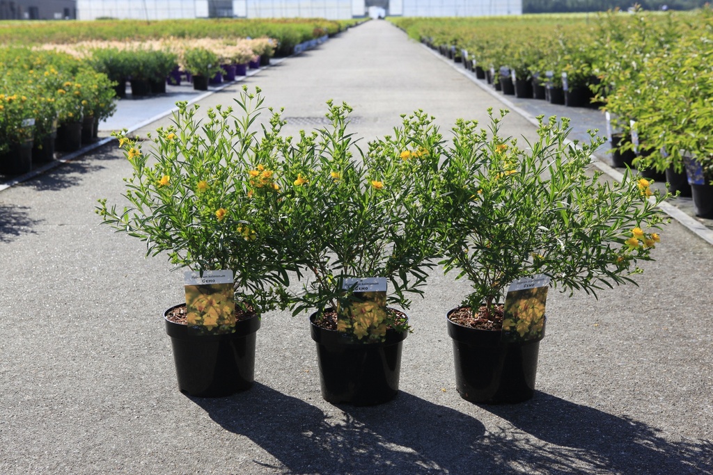 Hypericum kalmianum 'Gemo' cont. 3,6L 30-40 cm +ф