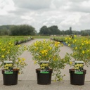 Hypericum kalmianum 'Gemo' cont. 3,6L 30-40 cm +B