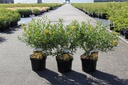 Hypericum kalmianum 'Gemo' cont. 3,6L 30-40 cm +p