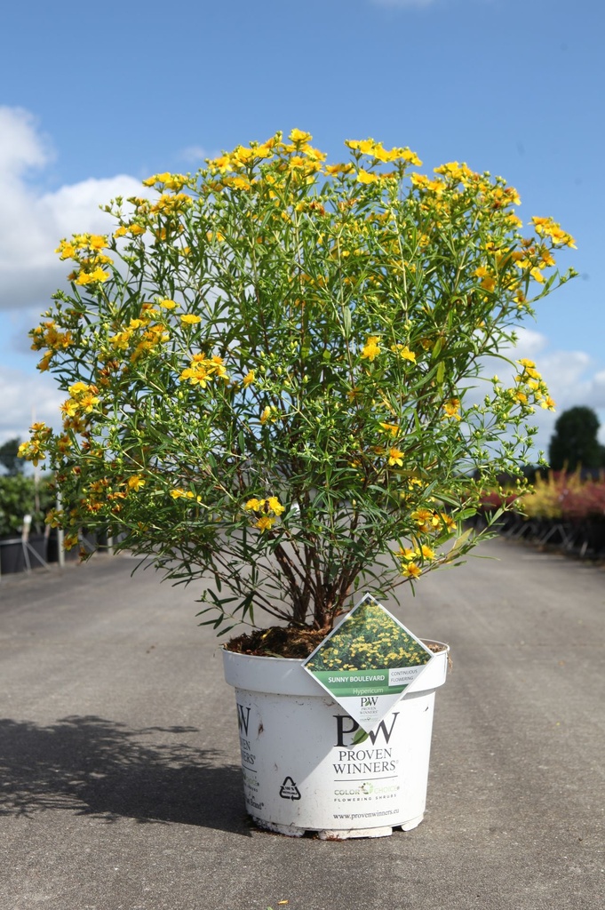 [P] Hypericum kalmianum Proven Winners® SUNNY BOULEVARD (PBR) cont. 10L deco 40-50 cm +ф