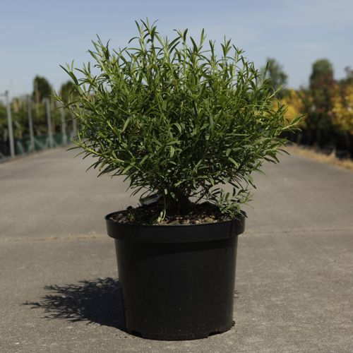 Hypericum kalmianum Proven Winners® SUNNY BOULEVARD (PBR) cont. 10L deco 40-50 cm +p