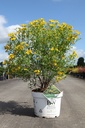 Hypericum kalmianum Proven Winners® SUNNY BOULEVARD (PBR) cont. 10L deco 40-50 cm +ф