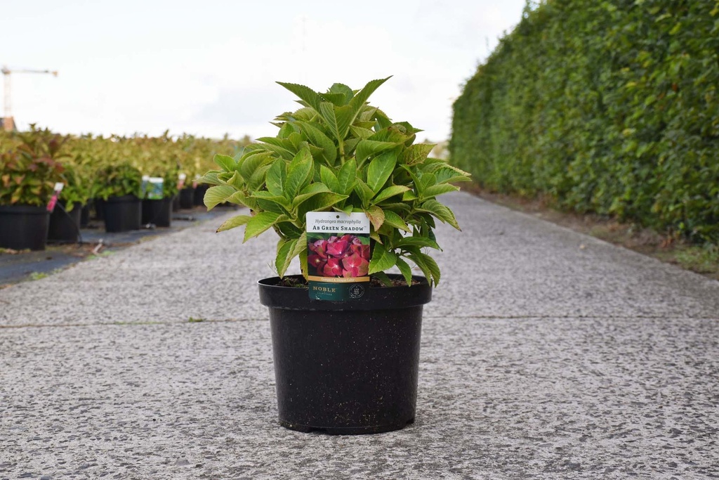 [P] Hydrangea macrophylla 'AB Green Shadow' (PBR) Kont. 10L 40-50 cm +B