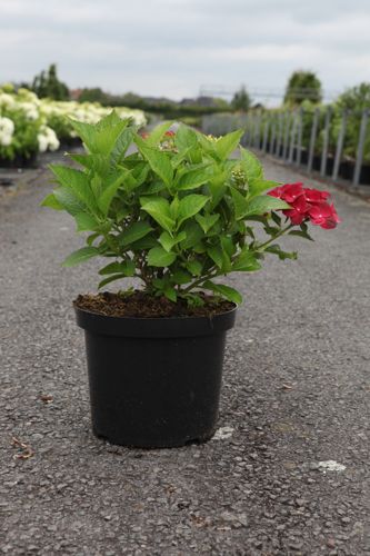 Hydrangea macrophylla 'AB Green Shadow' (PBR) cont. 10L 40-50 cm +ф