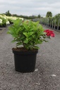Hydrangea macrophylla 'AB Green Shadow' (PBR) cont. 10L 40-50 cm +p