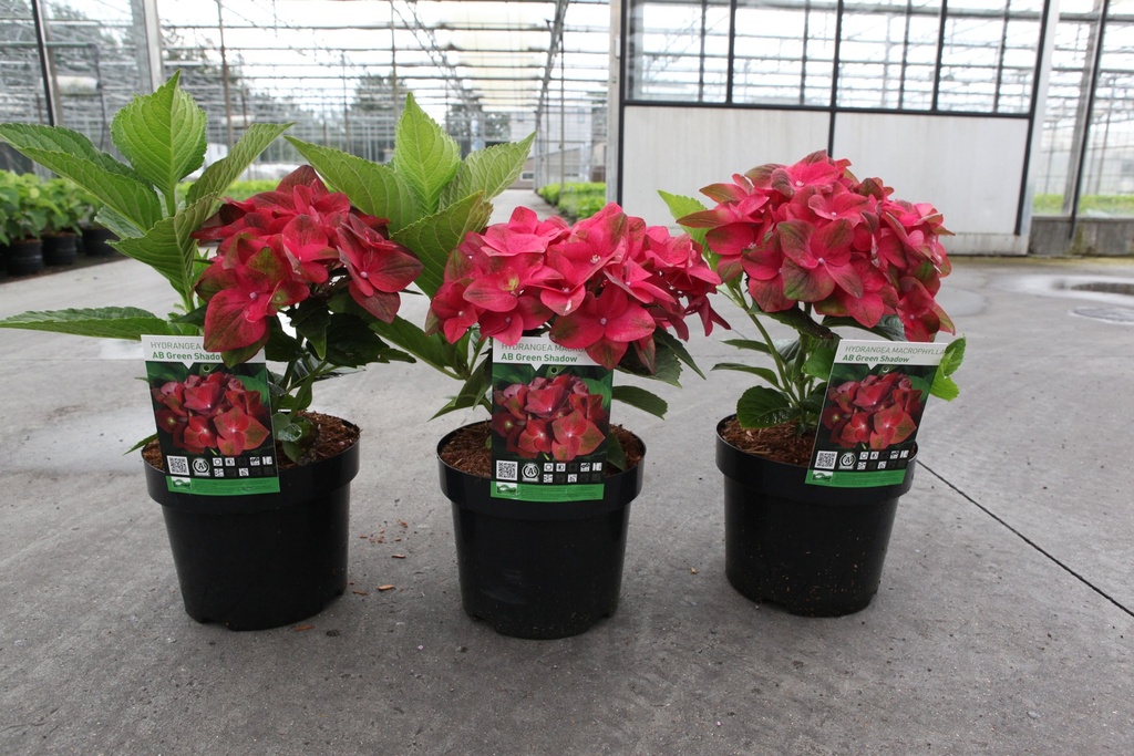 Hydrangea macrophylla 'AB Green Shadow' (PBR) cont. 3,6L 25-30 cm +p