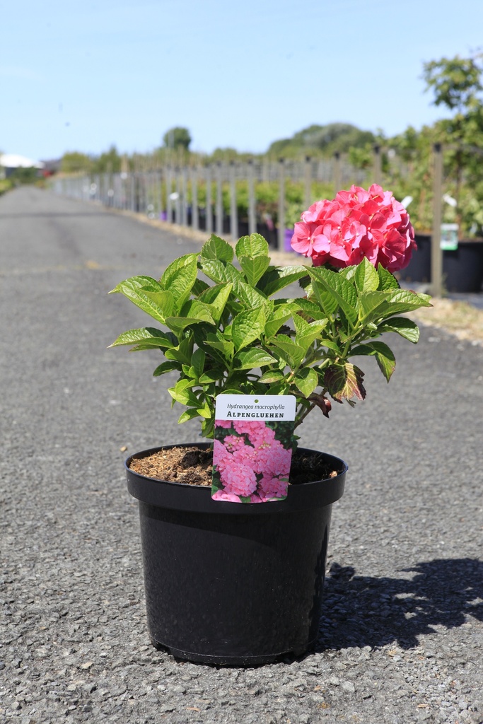 Hydrangea macrophylla 'Alpengluehen' cont. 10L 40-50 cm +f