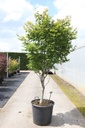 Acer palmatum 'Osakazuki' cont. 70L 150-175 cm