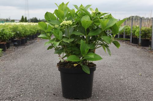 Hydrangea macrophylla 'Ayesha' cont. 10L 40-50 cm +B
