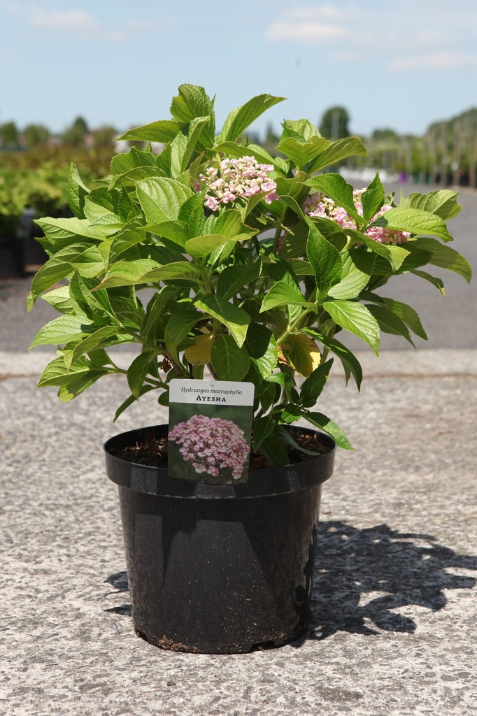 Hydrangea macrophylla 'Ayesha' cont. 10L 40-50 cm +p