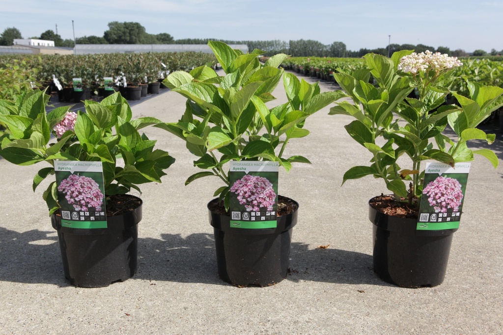 Hydrangea macrophylla 'Ayesha' cont. 3,6L 25-30 cm +p