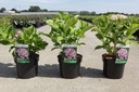Hydrangea macrophylla 'Ayesha' cont. 3,6L 25-30 cm +p