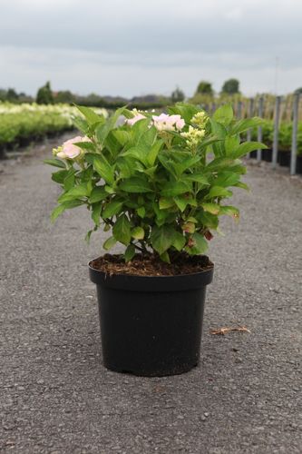 Hydrangea macrophylla 'Blue Danube (Blaue Donau)' cont. 10L 50-60 cm +p