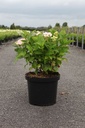 Hydrangea macrophylla 'Blue Danube (Blaue Donau)' cont. 10L 50-60 cm +p