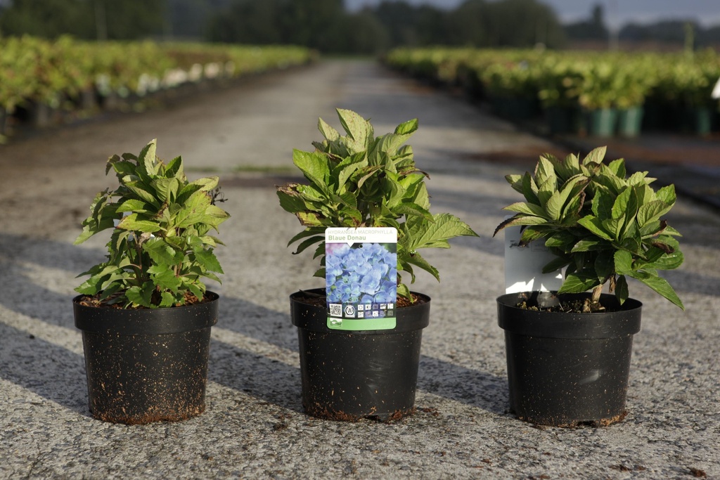Hydrangea macrophylla 'Blue Danube (Blaue Donau)' cont. 3,6L 25-30 cm +ф