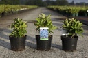 Hydrangea macrophylla 'Blue Danube (Blaue Donau)' cont. 3,6L 25-30 cm +p