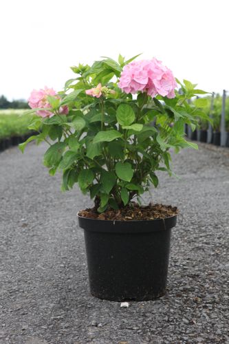 Hydrangea macrophylla 'Bouquet Rose' cont. 10L 50-60 cm +p