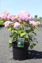 Hydrangea macrophylla 'Bouquet Rose' cont. 10L 50-60 cm +ф