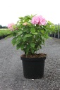 Hydrangea macrophylla 'Bouquet Rose' cont. 10L 50-60 cm +p