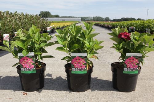 Hydrangea macrophylla 'Bouquet Rose' cont. 3,6L 30/+ cm +ф