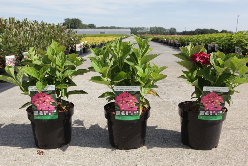 Hydrangea macrophylla 'Bouquet Rose' cont. 3,6L 30/+ cm +p