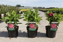Hydrangea macrophylla 'Bouquet Rose' cont. 3,6L 30/+ cm +f