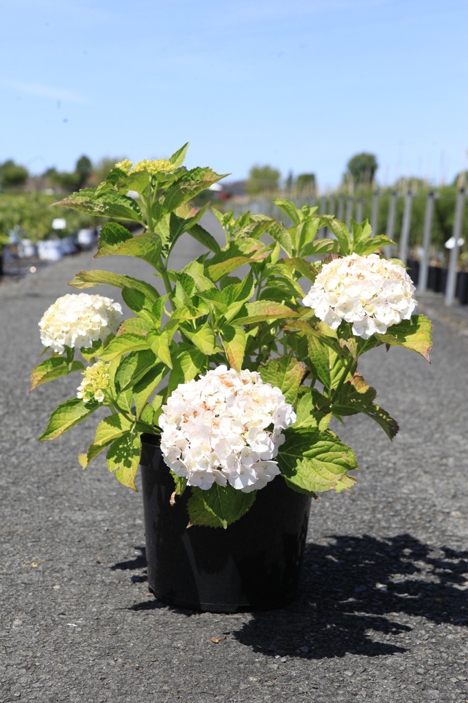 Hydrangea macrophylla 'Mme Emile Mouillère' cont. 10L 50-60 cm +f