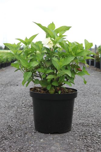 Hydrangea macrophylla 'Mme Emile Mouillère' cont. 10L 50-60 cm +p