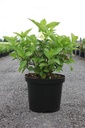 Hydrangea macrophylla 'Mme Emile Mouillère' cont. 10L 50-60 cm +B