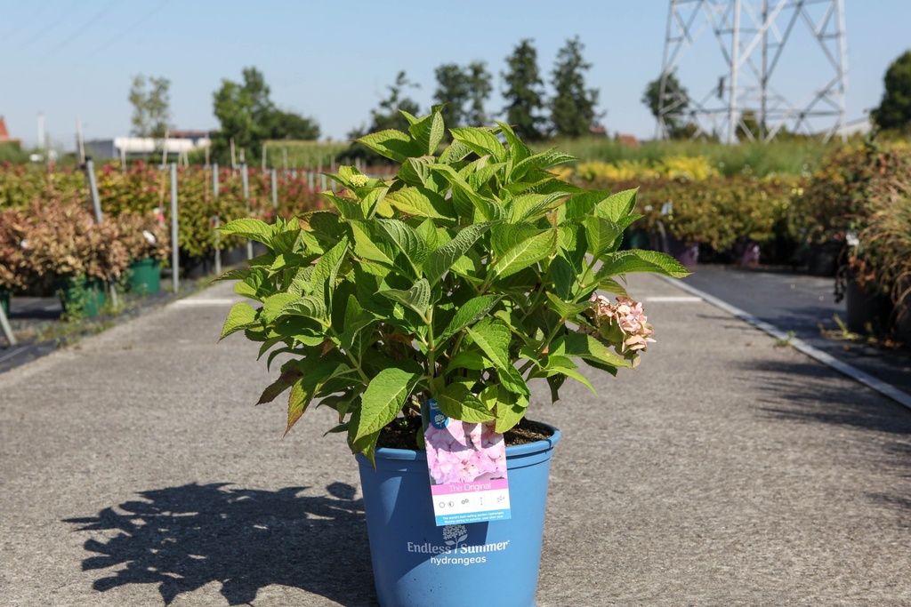 Hydrangea macrophylla Endless Summer® BLOOMSTAR® (PBR) cont. 15L Endl. Summer® +p