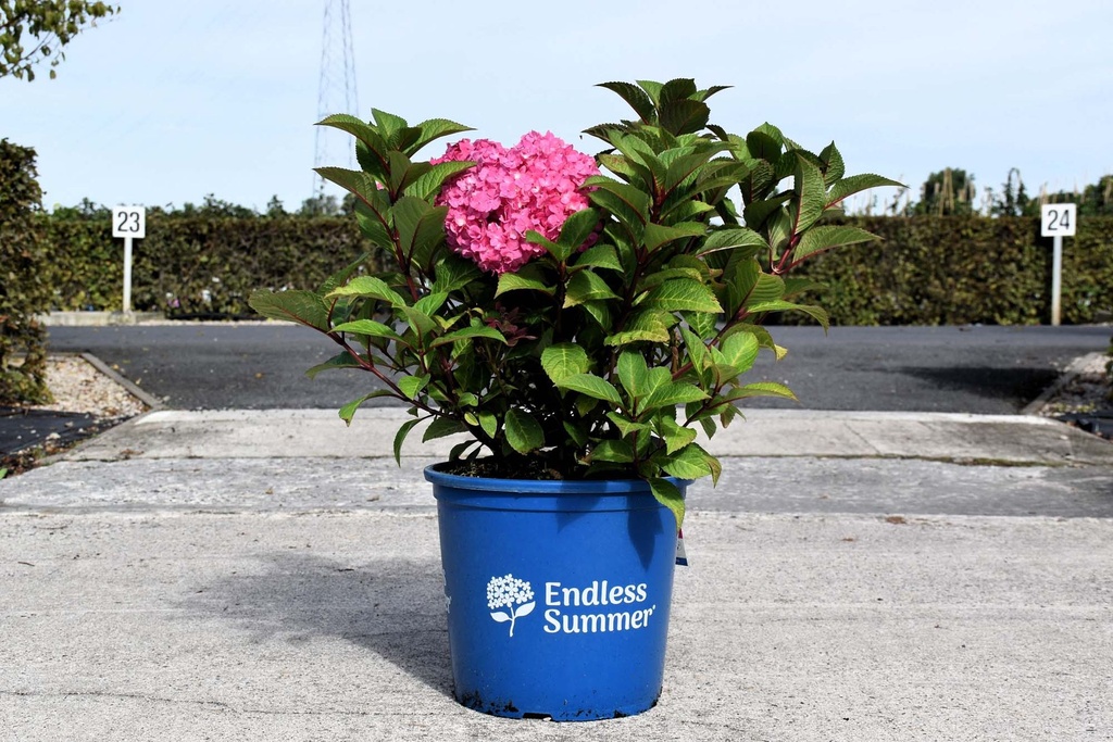 [P] Hydrangea macrophylla Endless Summer® BLOOMSTAR® (PBR) cont. 15L déco +p