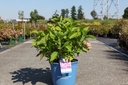 Hydrangea macrophylla Endless Summer® BLOOMSTAR® (PBR) cont. 15L Endl. Summer® +p