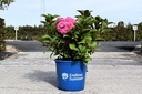 Hydrangea macrophylla Endless Summer® BLOOMSTAR® (PBR) cont. 15L déco +p