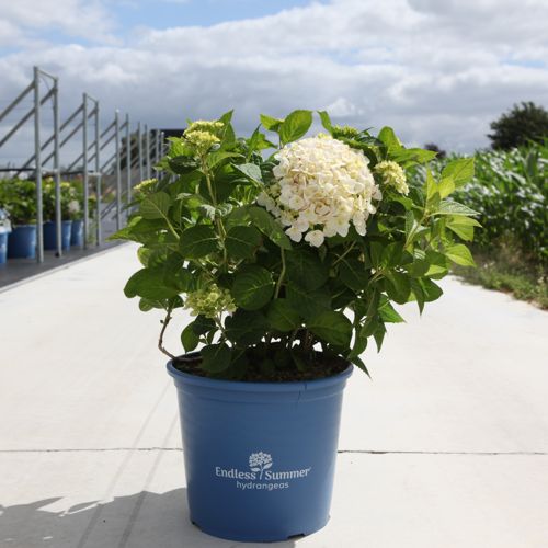 Hydrangea macrophylla Endless Summer® THE BRIDE (PBR) cont. 15L deco +ф
