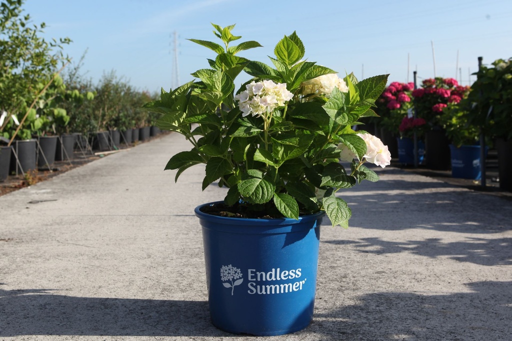 Hydrangea macrophylla Endless Summer® THE BRIDE (PBR) cont. 15L deco +B