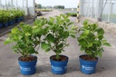Hydrangea macrophylla Endless Summer® THE BRIDE (PBR) cont. 3L Endless Summer® (white) +p