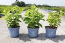 Hydrangea macrophylla Endless Summer® THE BRIDE (PBR) cont. 3L deco (white) +ф