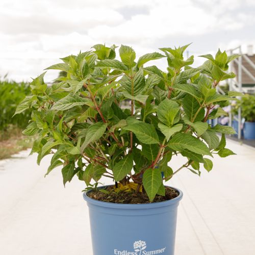 Hydrangea macrophylla Endless Summer® TWIST & SHOUT cont. 15L Endl. Summer® +p