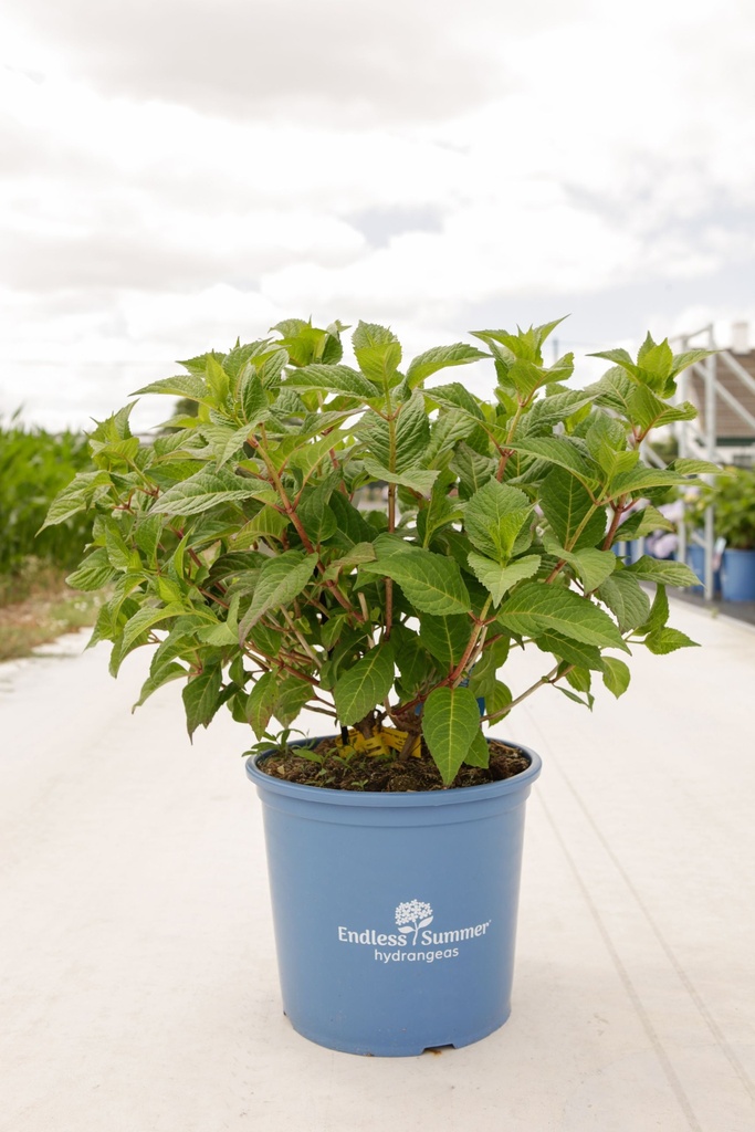 Hydrangea macrophylla Endless Summer® TWIST & SHOUT cont. 15L Endl. Summer® +p